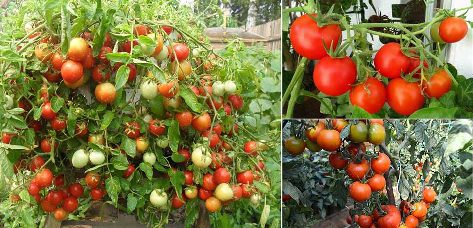 Как пасынковать помидоры в теплице и открытом грунте, пошаговая инструкция,схемы формирования томатов, видео