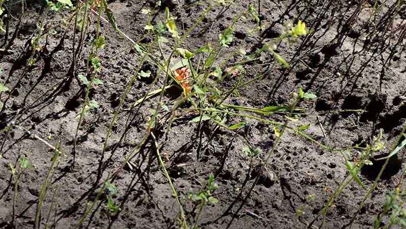 Улучшение почвы с помощью горчицы: когда и как сеять?